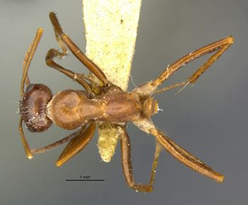 Media type: image;   Entomology 28103 Aspect: habitus dorsal view